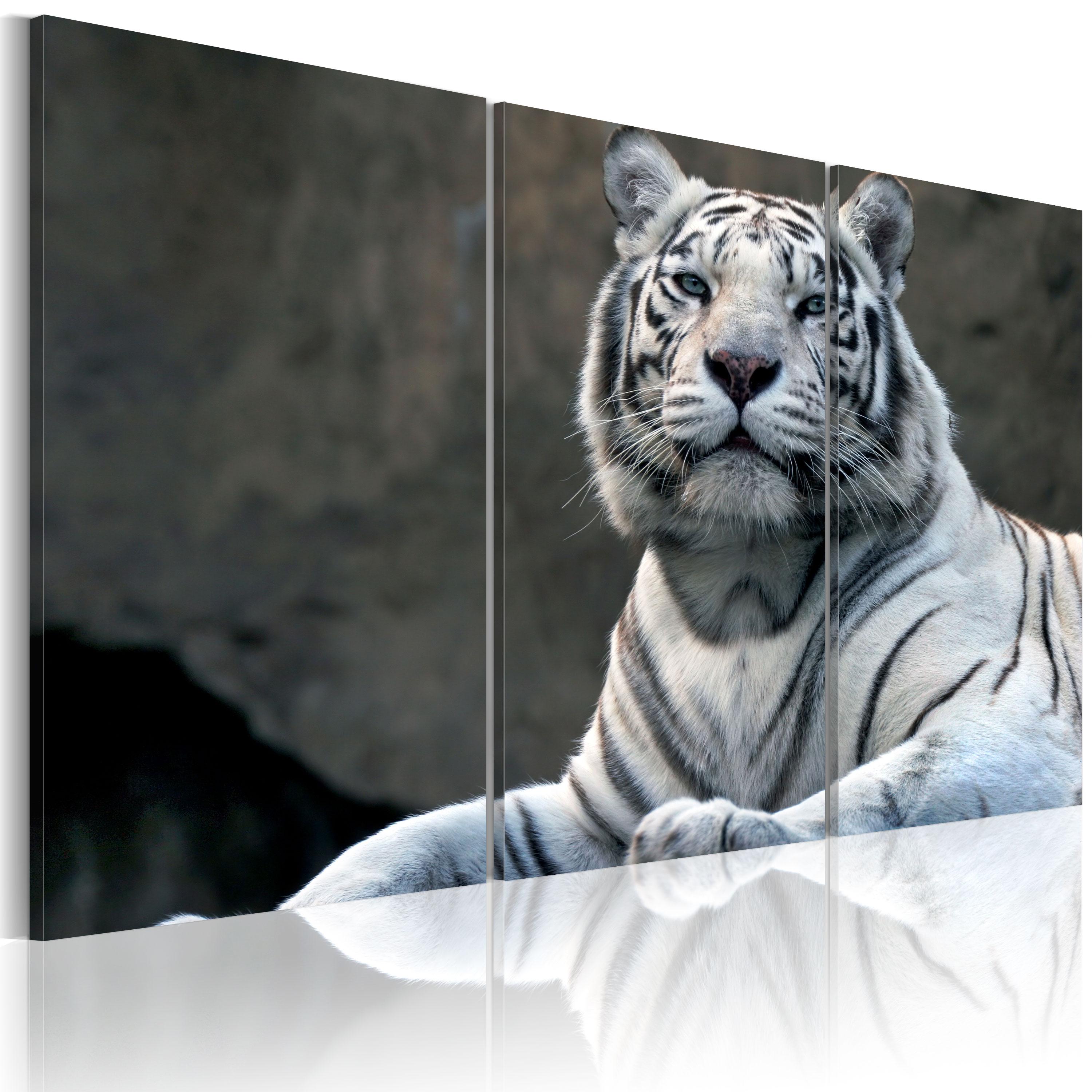 Billede - White tiger - 60 x 40 cm - Premium Print billede