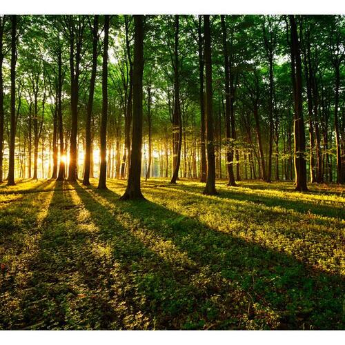 Fototapet - Mystical Morning
