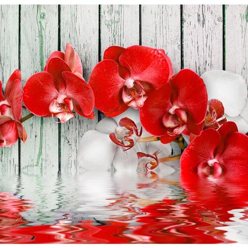 Fototapet - Ruby orchid