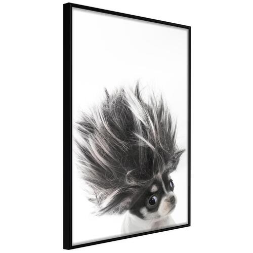 Plakat - Chihuahua