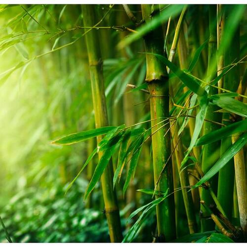 Fototapet - jungle - bamboo