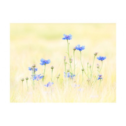 Fototapet - Kornblomster
