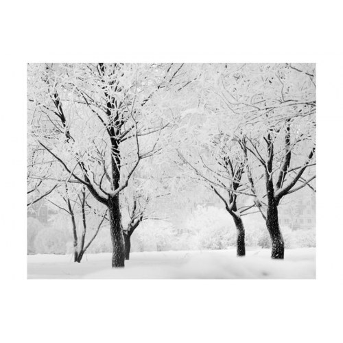Fototapet - Træer - vinterlandskab