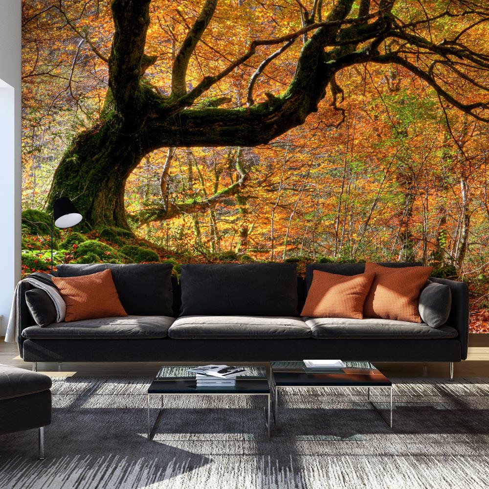 Fototapet - Autumn, forest and leaves - 450 x 270 cm - Standard billede