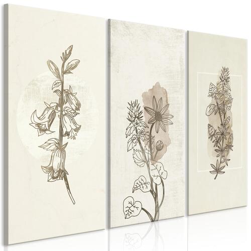 Billede - Herbarium (3 dele)