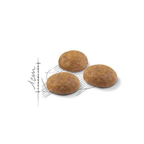 Kattemad Royal Canin Active Life Outdoor Voksen Fugle 4 Kg