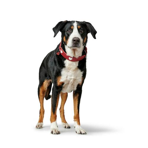 Hundehalsbånd Hunter Love M 41-49 cm Rød