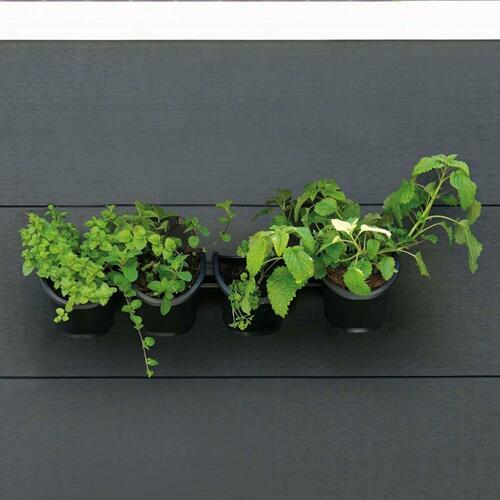 Hængende planter Sort