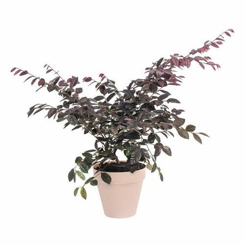 Urtepotte Elho Rød Ø 30 cm