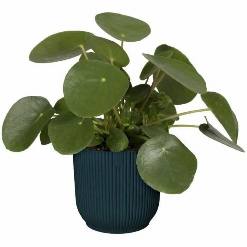 Elho Vibes urtepotte Ø22 cm - mørkeblå plastik