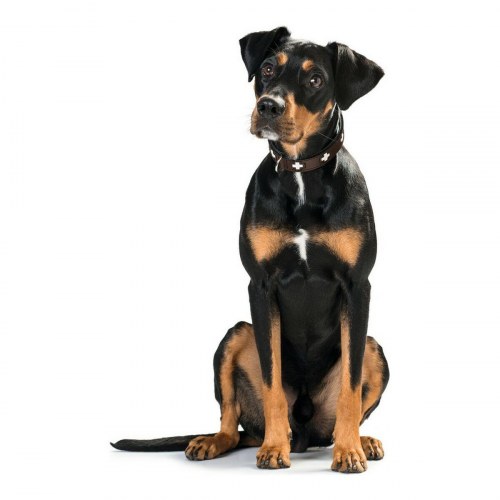 Hunter hundehalsbånd Swiss, brun 38-43,5 cm