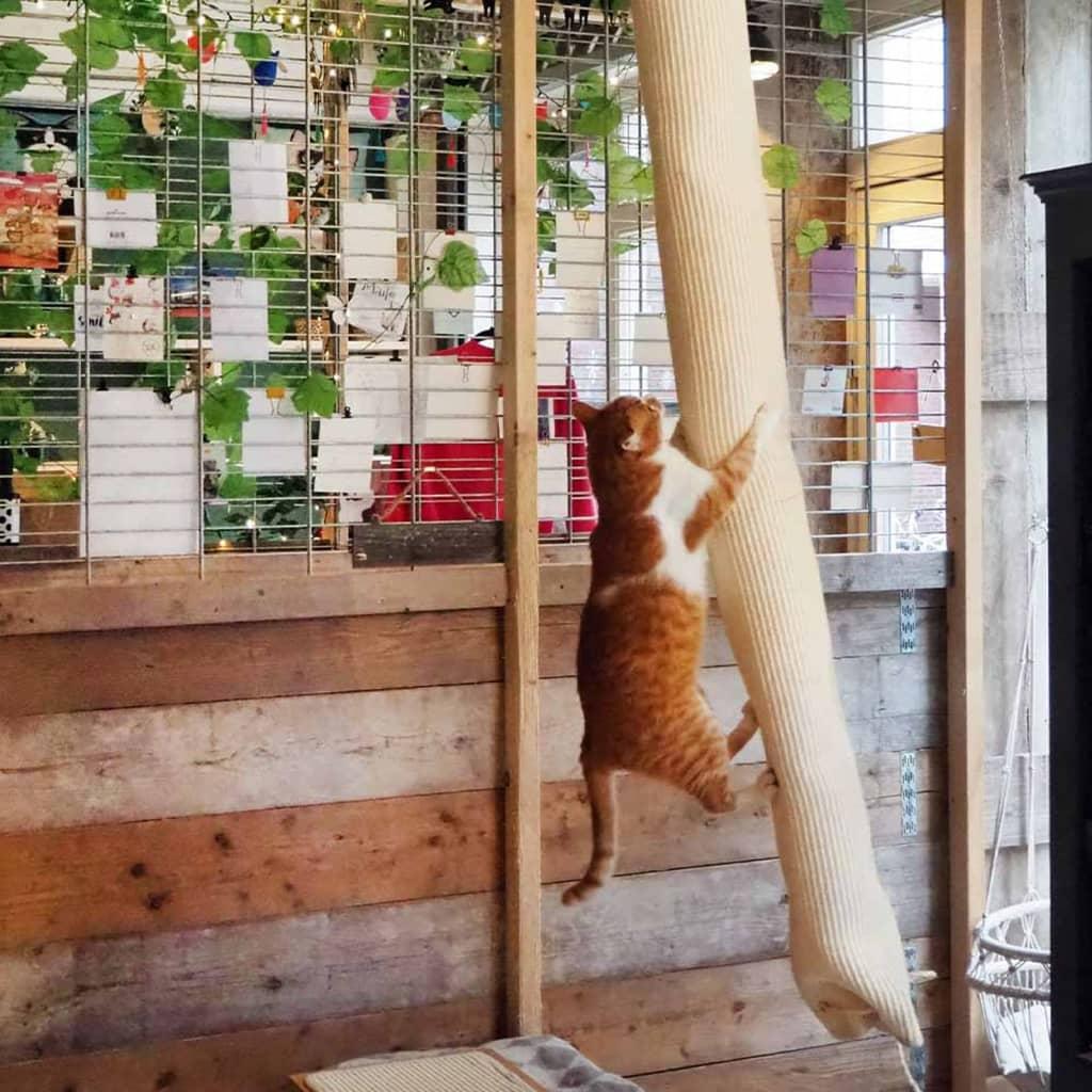 Quapas! Klatresæk Til Katte 180 Sisal