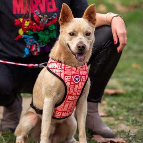 Marvel hundesele - vendbar rød, str. XS