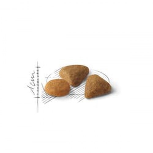 Royal Canin Feline Savour Exigent kattemad - voksen, 4 kg