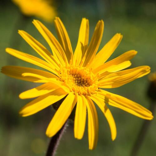 Massage Olie Weleda Arnica (100 ml)