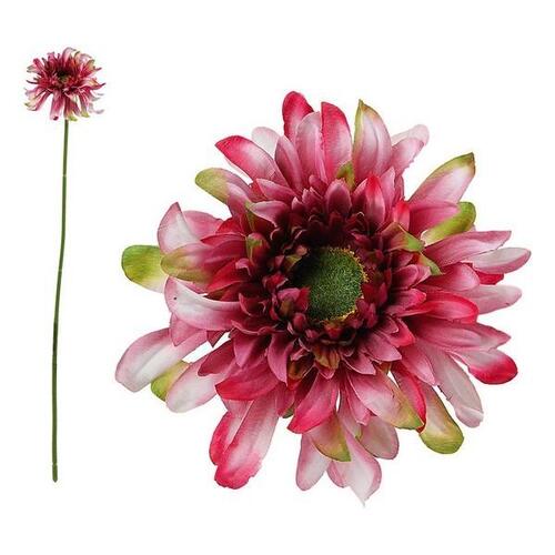 Dekorativ blomst Krysantemum 114530