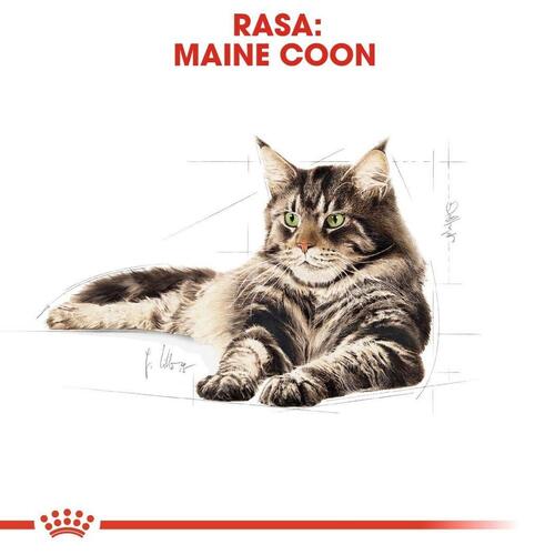 Kattemad Royal Canin Maine Coon Adult 12 x 85 g