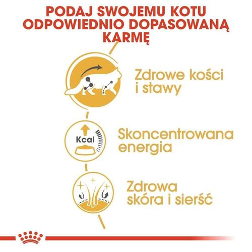 Kattemad Royal Canin Maine Coon Adult 12 x 85 g
