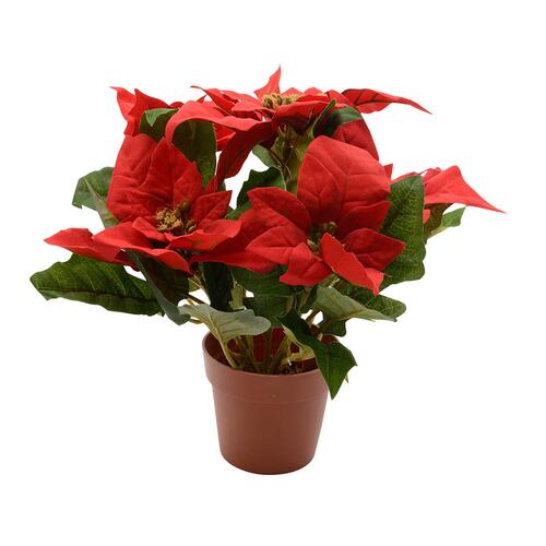 Dekorativ plante Lifetime Rød Julestjerne Ø 27 cm