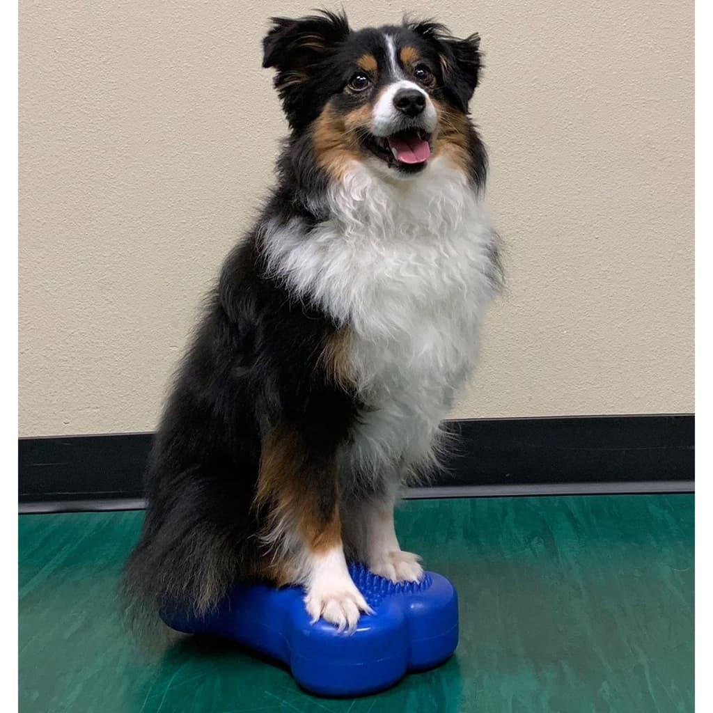 Fitpaws Balanceplatform Hund 2 Stk. Mini K9fitbone 29x16 5x6 Cm Blå