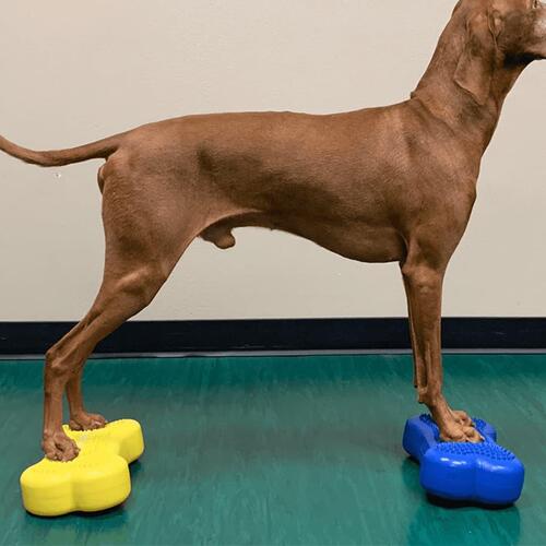 FitPAWS balanceplatform hund 2 stk. Mini K9FITbone 29x16,5x6 cm blå