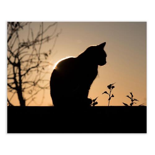 Maleri Multifarvet Kat 100 x 3 x 80 cm