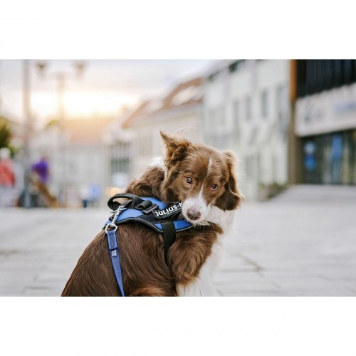 Hundesele mærkater Julius K9 BULLDOZER - størrelse L (2 stk.)