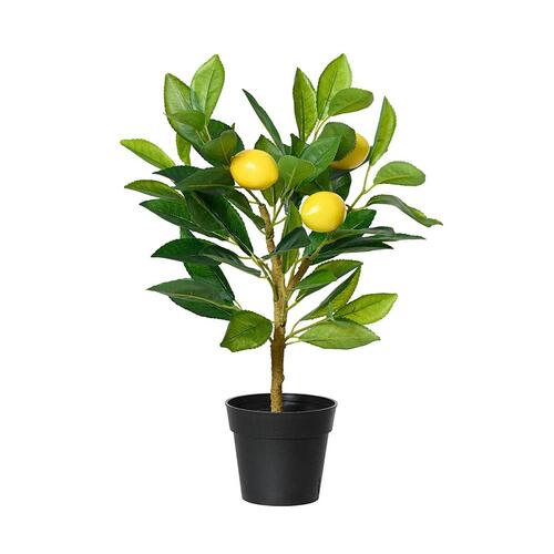 Dekorativ plante Everlands Plastik Citrontræ 17 x 24 x 43 cm