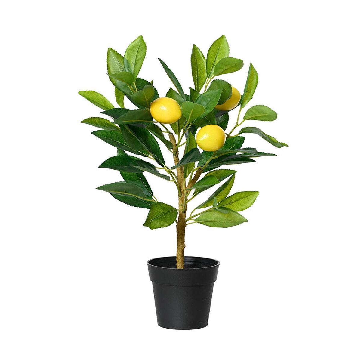Dekorativ plante Everlands Plastik Citrontræ 17 x 24 x 43 cm