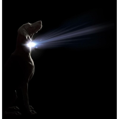 Dog Gone Smart hundehalsbånd med lys - Sort L