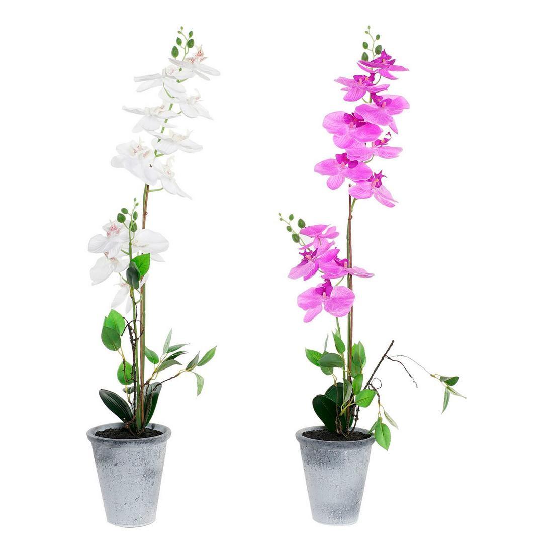 Dekorativ Plante Stentøj Orkide 21 X 21 X 82 Cm 2 Enheder 12 Enheder