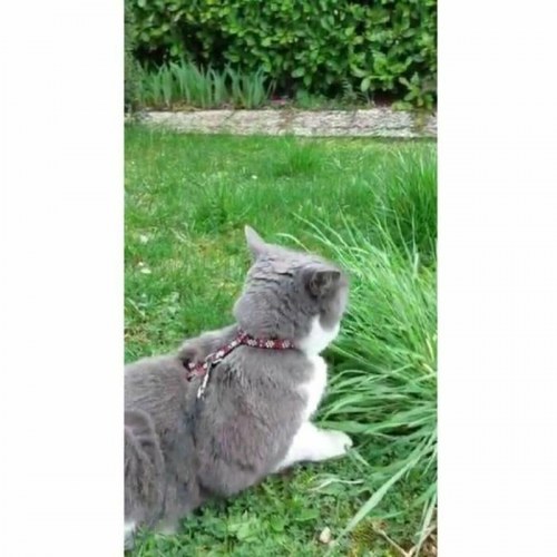 Katteseler med line Aimé