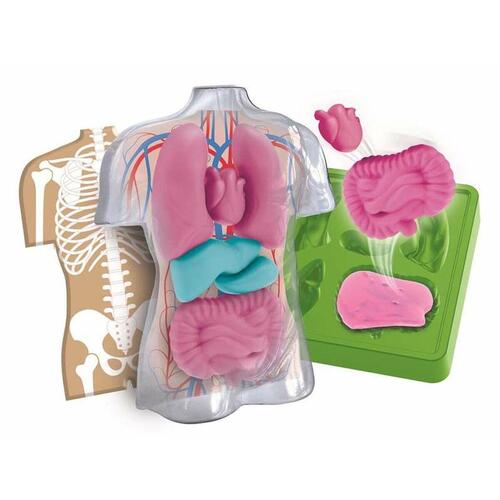 Clementoni Ciencia y Juego - Kit Anatomi Squishy Organs